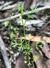 Daucus glochidiatus