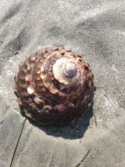Megastraea undosa