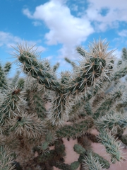 Cylindropuntia fulgida