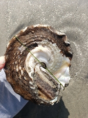 Megastraea undosa
