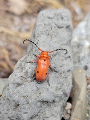 Tetraopes femoratus