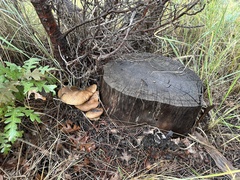 Suillus lakei