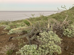 Stenocereus gummosus