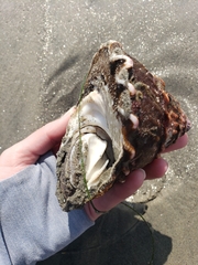 Megastraea undosa