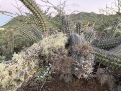 Stenocereus gummosus