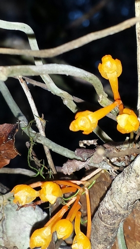 Microcoelia gilpiniae