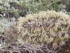 Stenocereus gummosus