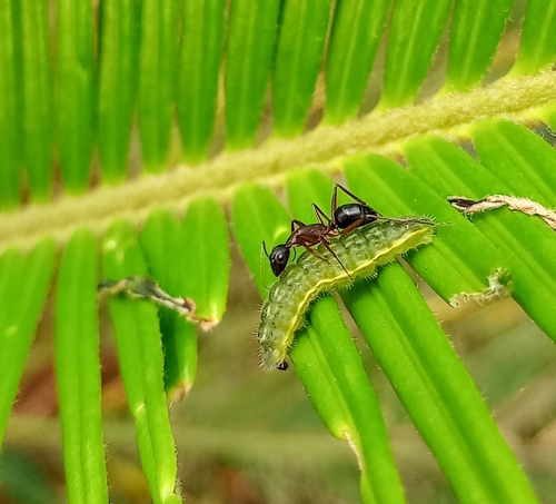 Plains Cupid photo 5