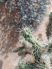 Cylindropuntia fulgida