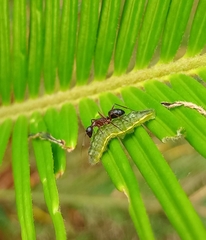 Luthrodes pandava