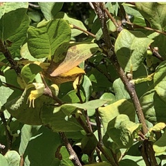 Dirca occidentalis