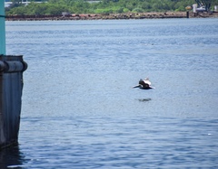 Pelecanus occidentalis