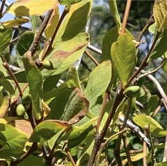 Dirca occidentalis