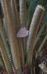 Luthrodes pandava