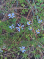 Symphyotrichum dumosum