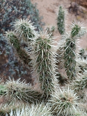 Cylindropuntia fulgida