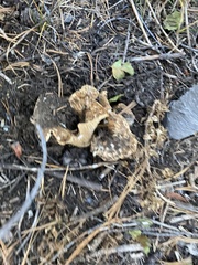 Turbinellus kauffmanii