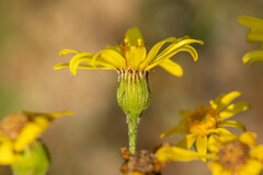 Senecio sinuatilobus