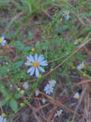 Symphyotrichum dumosum