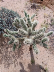 Cylindropuntia fulgida