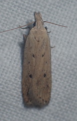 Dichomeris juniperella
