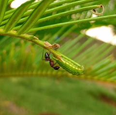 Luthrodes pandava