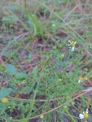 Symphyotrichum dumosum