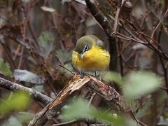 Icteria virens virens