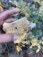 Turbinellus kauffmanii