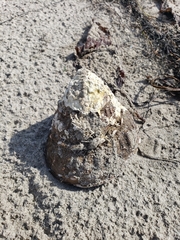 Megastraea undosa