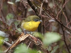 Icteria virens virens