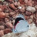 Mariposa Ochenta Y Ocho de Borde Rojo - Photo (c) trussy, algunos derechos reservados (CC BY-NC), subido por trussy