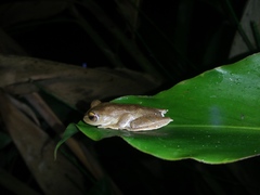 Rhacophorus margaritifer