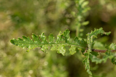 Senecio sinuatilobus