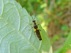 Trypherus latipennis