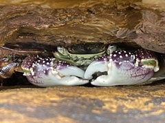 Leptograpsus variegatus