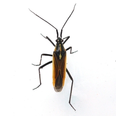 Leptopterna dolabrata