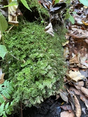 Trichocolea tomentella