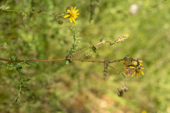 Senecio sinuatilobus