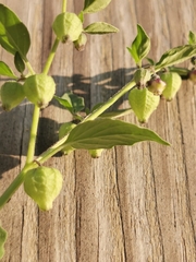 Physalis solanacea