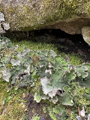 Peltigera aphthosa