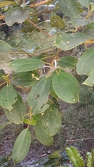 Dichaetanthera