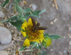 Poecilanthrax lucifer