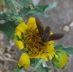 Poecilanthrax lucifer