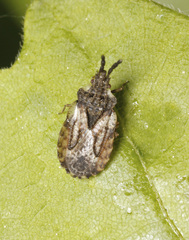 Aradus depressus