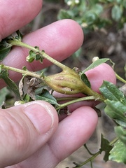 Gnorimoschema baccharisella