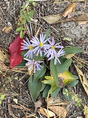 Symphyotrichum laeve