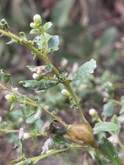 Gnorimoschema baccharisella