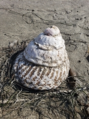 Megastraea undosa