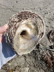 Megastraea undosa